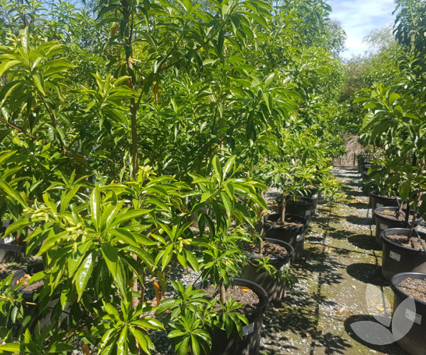 Hymenosporum flavum Native Frangipani Trees Speciality Trees