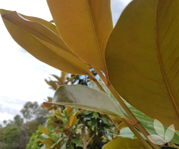 Magnolia grandiflora 'Sweet Carolina' Sweet Carolina Magnolia (evergreen) Trees Speciality