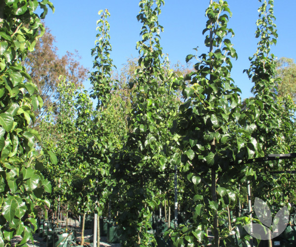 Pyrus calleryana 'Capital' Capital Ornamental Pear Trees