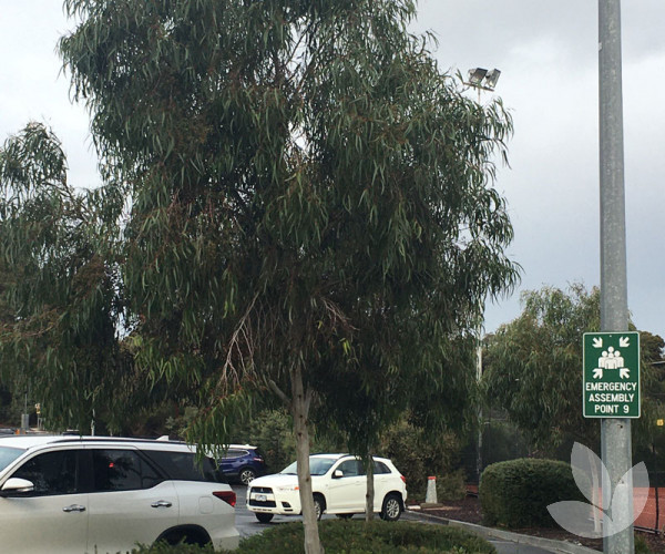 Corymbia citriodora 'Scentuous' (syn. 'Dwarf Pink') Dwarf Lemon