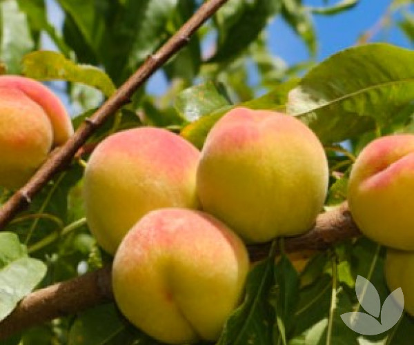 Prunus persica 'Golden Queen' Golden Queen Peach Trees Speciality