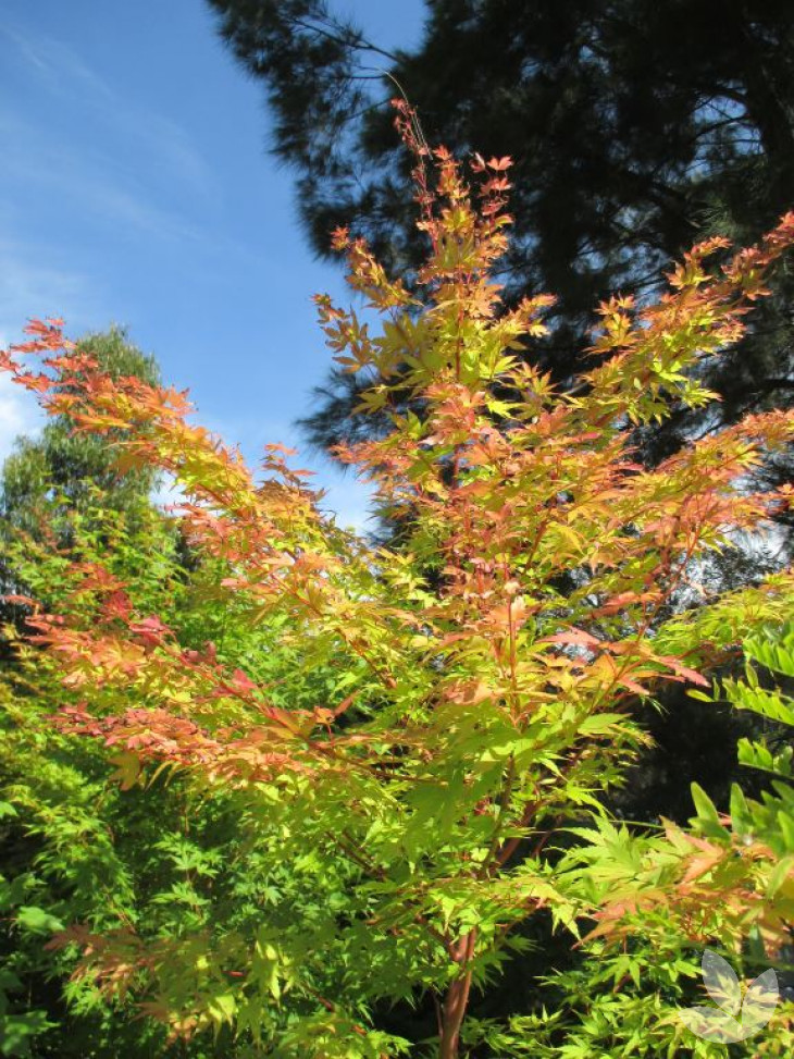 Advanced Feature Trees at the Height of their Beauty - Blog ...