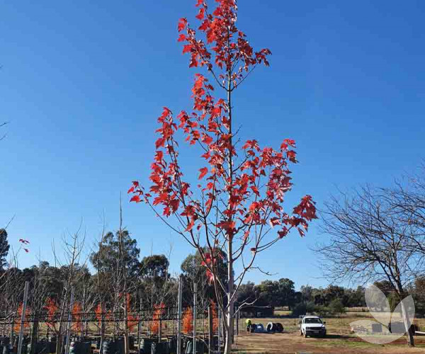 'April Splendour' Canadian Maple - Speciality Trees