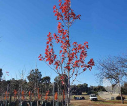 'April Splendour' Canadian Maple - Speciality Trees