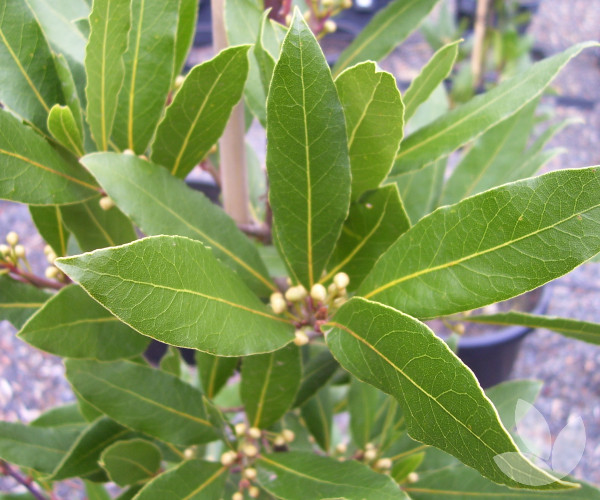Laurus Nobilis Bay Tree Trees Speciality Trees