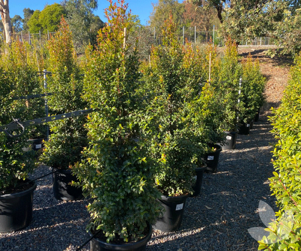 Syzygium australe 