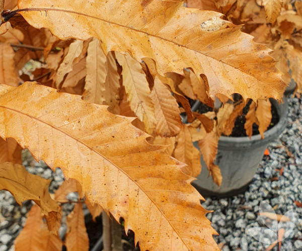 Quercus acutissima - Sawtooth Oak Tree - Trees - Speciality Trees