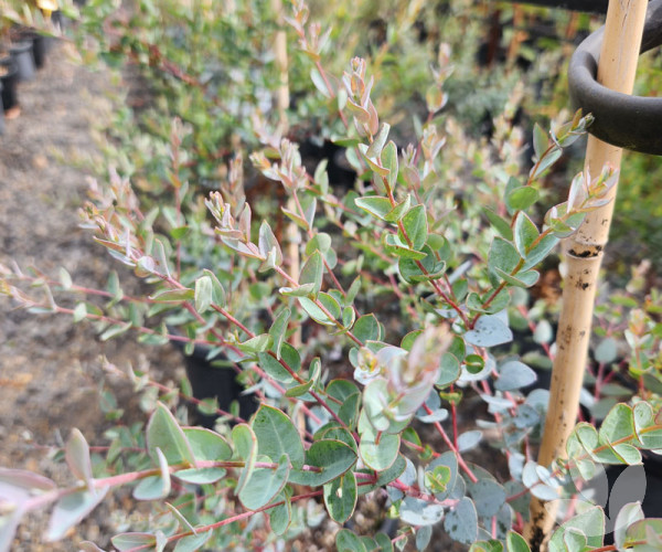Eucalyptus latens 