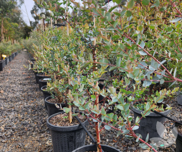 Eucalyptus latens 