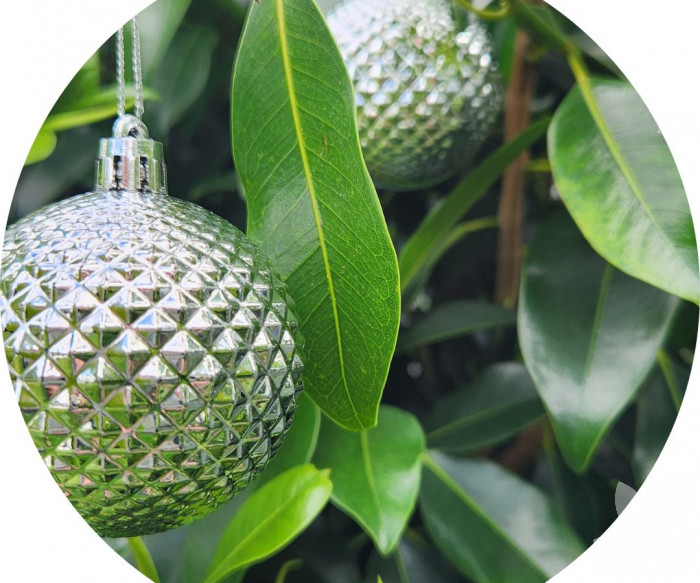 Our Festive Season Trading Hours Blog Speciality Trees