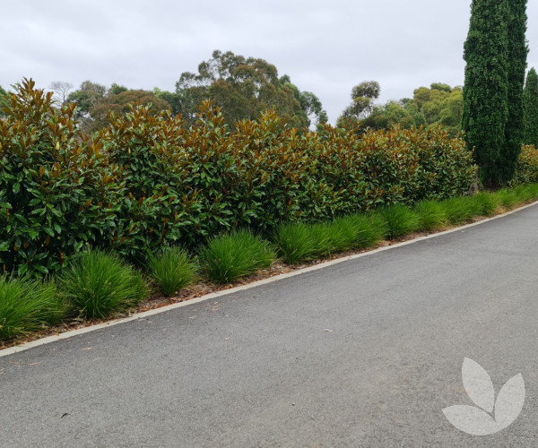 Magnolia grandiflora 'Kay Parris' Kay Parris Magnolia (evergreen