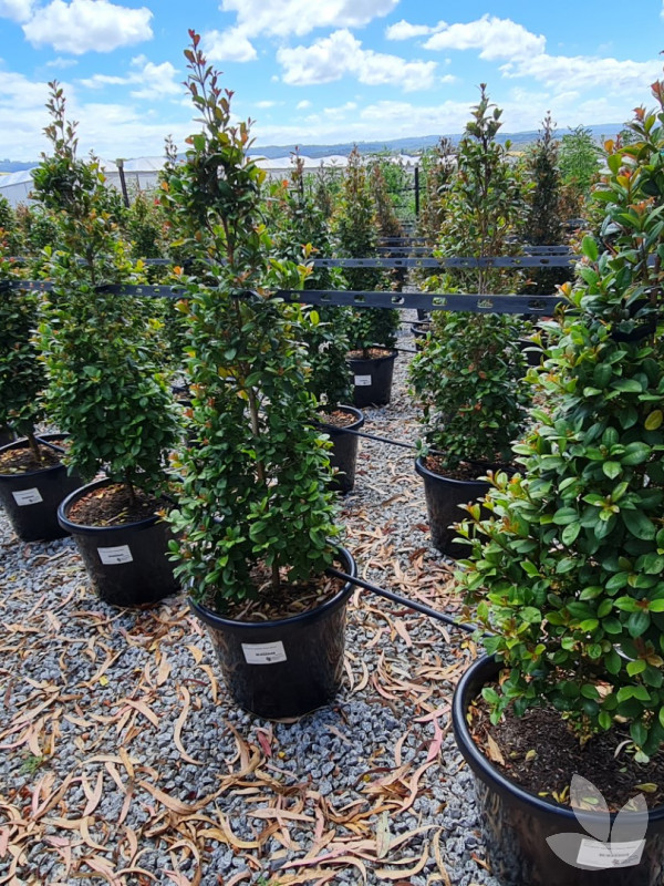 Syzygium australe 'Cherry Bomb' Trees Speciality Trees