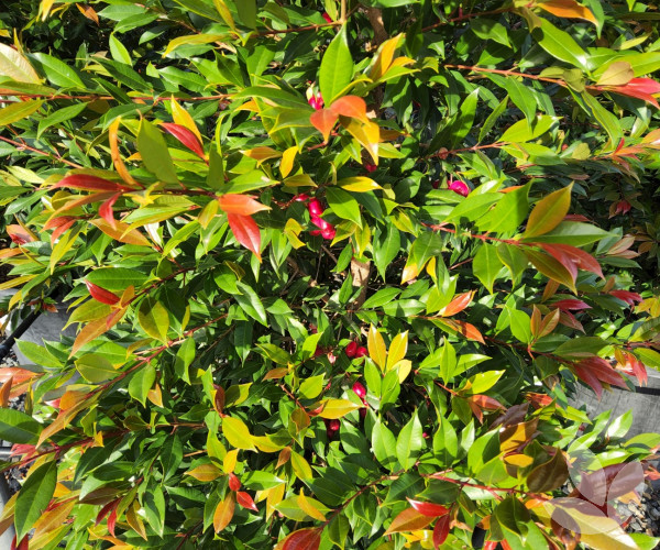Syzygium australe 'Plum Magic' Plum Magic Lilly Pilly Trees
