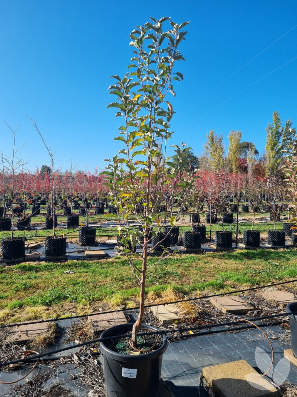 Malus domestica 'Pink Lady'™️ Pink Lady Apple Trees Speciality Trees