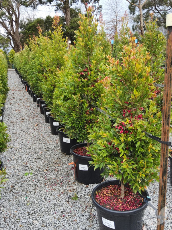syzygium-australe-plum-magic-trees-speciality-trees