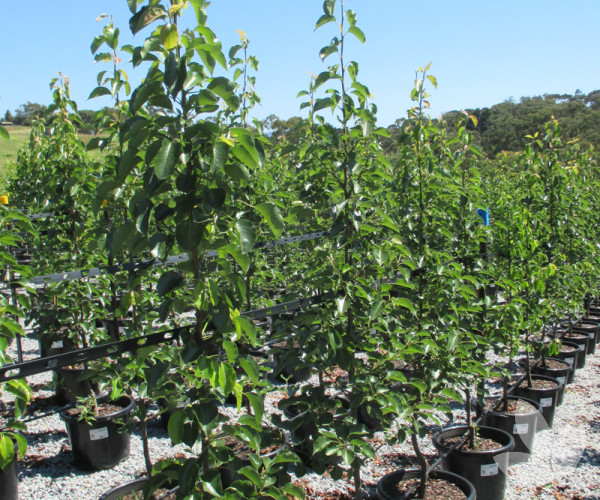 Pyrus calleryana 'Capital' Capital Ornamental Pear Trees