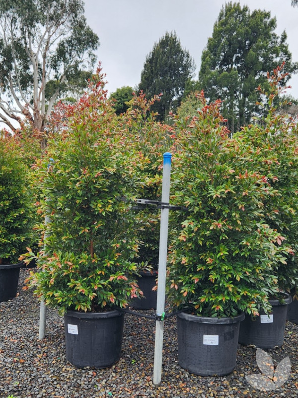 Syzygium Australe Plum Magic Plum Magic Lilly Pilly Trees 