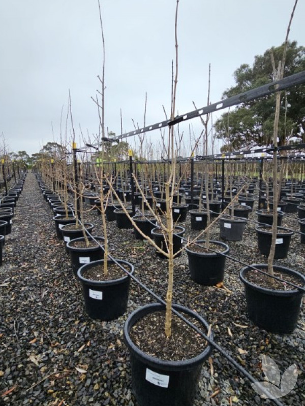 Elsrijk Maple, Compact Field Maple - Speciality Trees