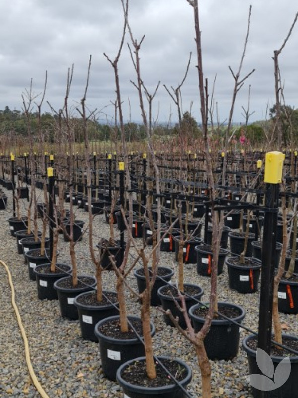 Prunus avium 'Sunburst' - Sunburst Cherry - Trees - Speciality Trees