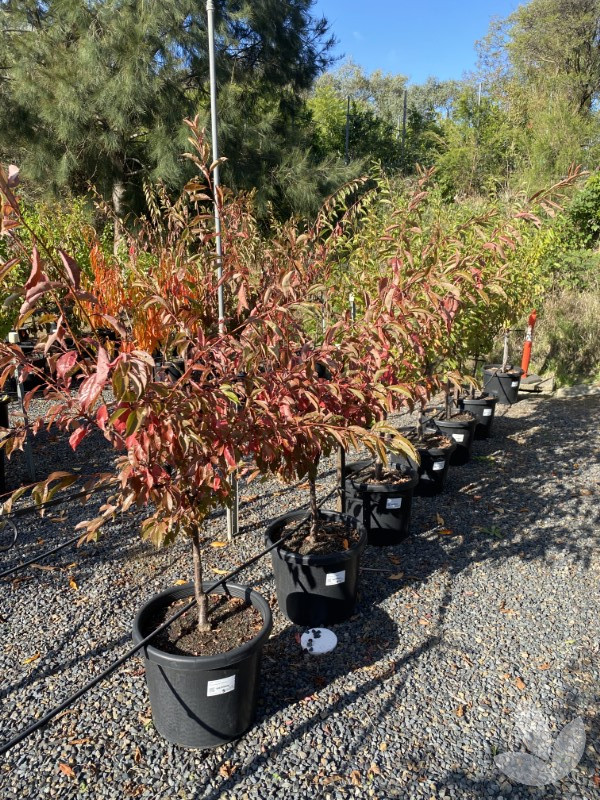 Prunus salicina 'Satsuma' Satsuma Japanese Blood Plum Trees