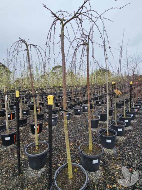 Prunus yedoensis x subhirtella 'Snofozam' (weeping standard) Snow