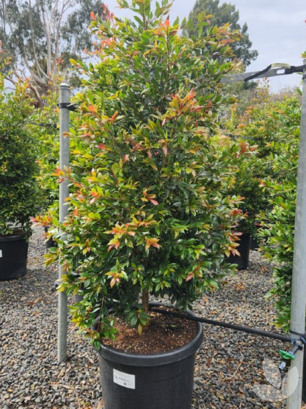 Syzygium australe 