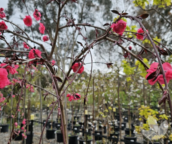 Prunus persica 'Crimson Cascade' (weeping standard) Crimson Cascade