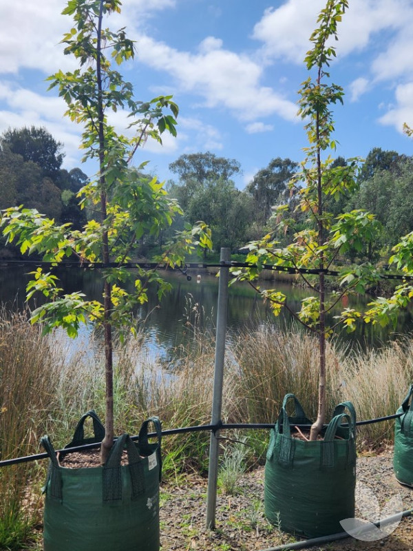 Acer negundo 'Sensation' Sensation Box Elder (Maple) Trees Speciality Trees