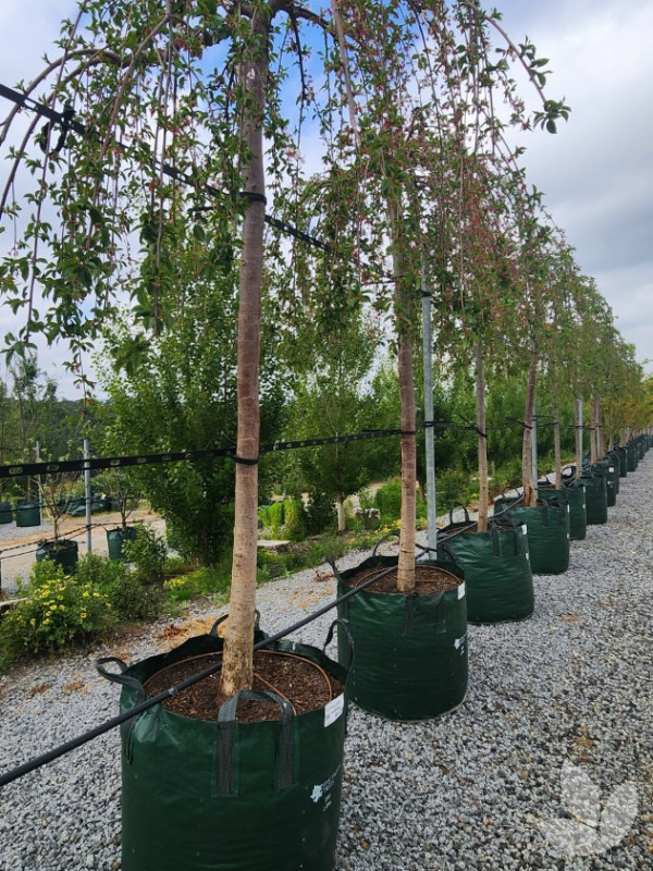 Prunus yedoensis x subhirtella 'Snofozam' (weeping standard) Snow