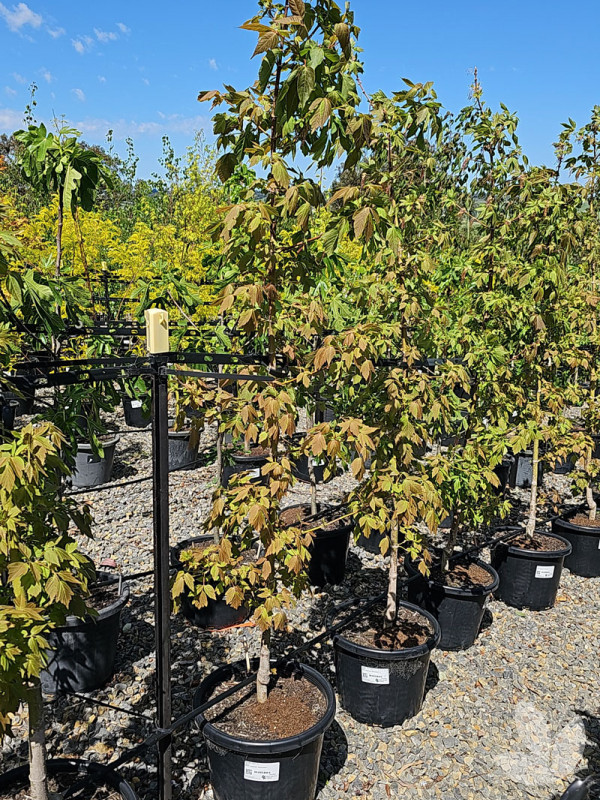 Acer negundo 'Sensation' Sensation Box Elder (Maple) Trees Speciality Trees