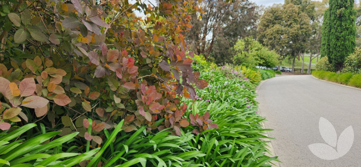 Fast-track tree selection with our on-site consultation service - Blog ...