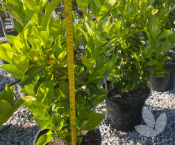 Viburnum odoratissimum 'Awabuki' - Awabuki Sweet Viburnum - Trees ...