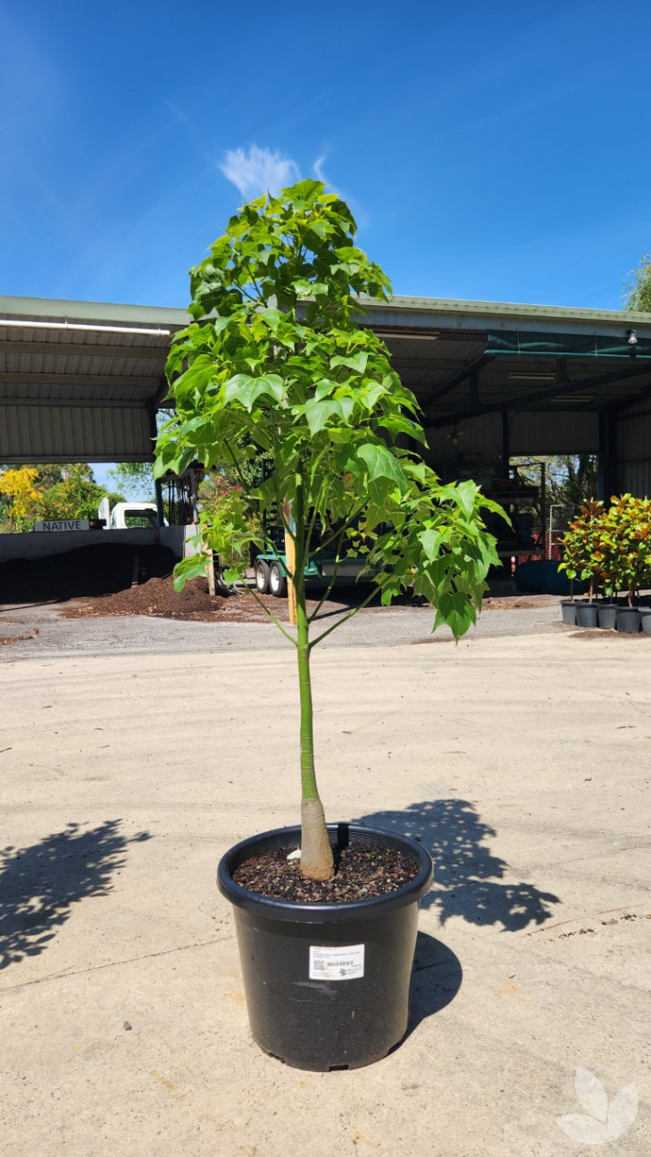 Our 12 Trees of Christmas! Order now for delivery before Christmas