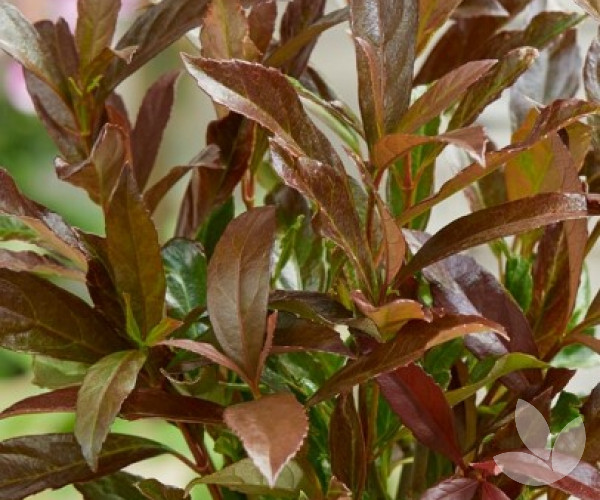 Viburnum odoratissimum 'Coppertop' Coppertop Sweet Viburnum Trees