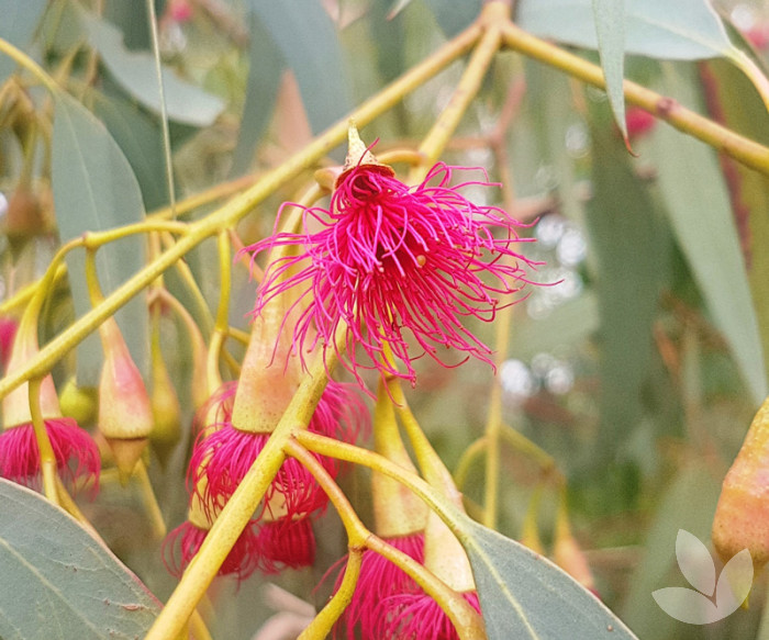 Native bird-attracting Trees - Tree Selections - Speciality Trees