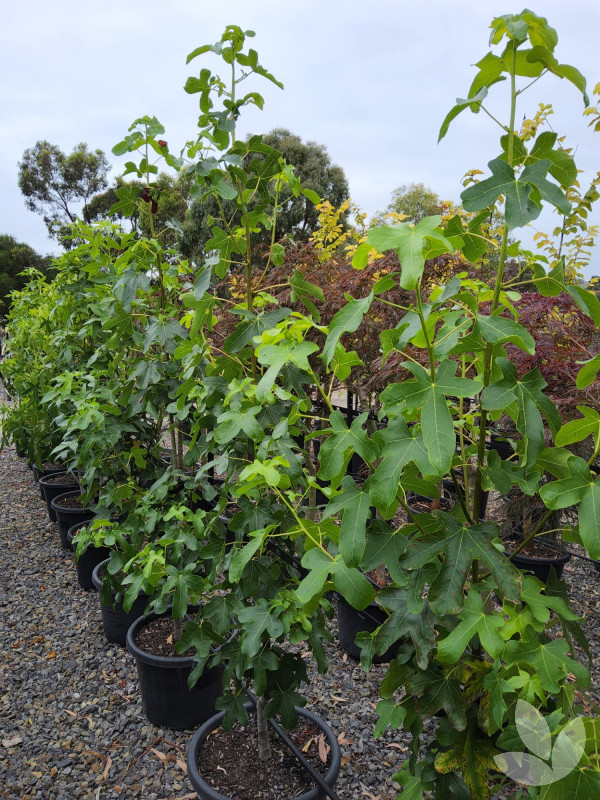 Liquidambar styraciflua 'Rotundiloba' Fruitless Sweetgum Trees