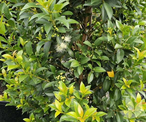 Syzygium australe 'Hinterland Gold' - Hinterland Gold Lilly PIlly Tree ...