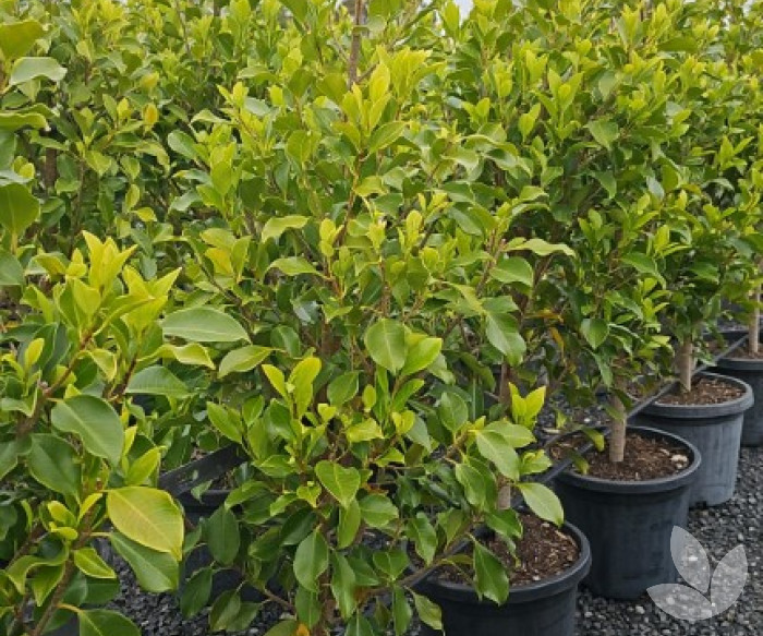 2024 Trending Trees - Blog - Speciality Trees