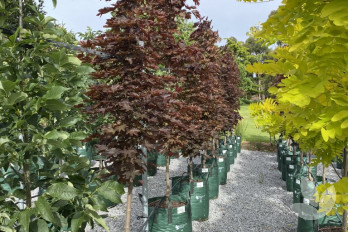 Speciality Trees - Buy premium quality advanced landscaping trees melbourne