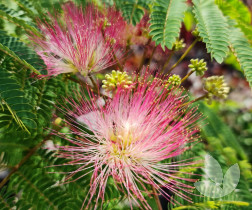 Albizia julibrissin - Persian Silk Tree - Speciality Trees