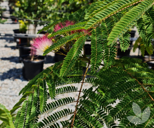 Albizia julibrissin - Persian Silk Tree - Speciality Trees