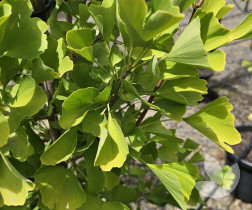 Ginkgo biloba 'Lemonlime Spire' - Dwarf Maidenhair Tree - Trees ...
