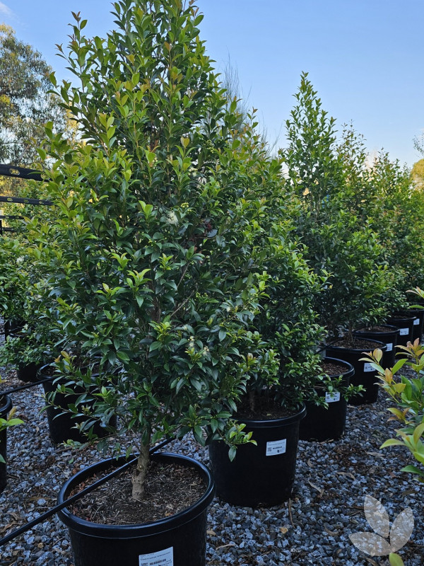 Syzygium australe 'Hinterland Gold' - Hinterland Gold Lilly PIlly ...