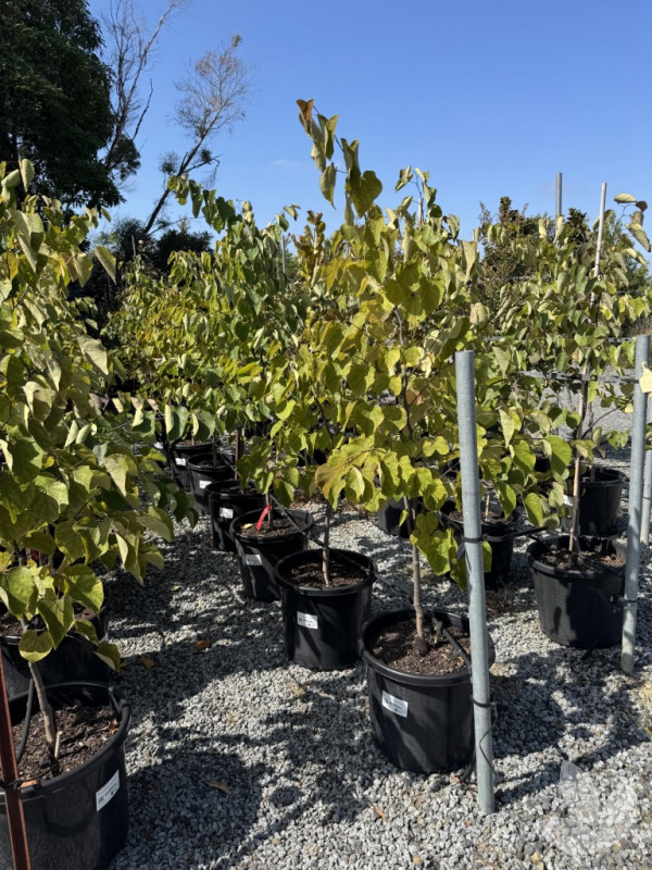 Cercis canadensis 'Forest Pansy' - Burgundy Redbud Tree - Trees ...