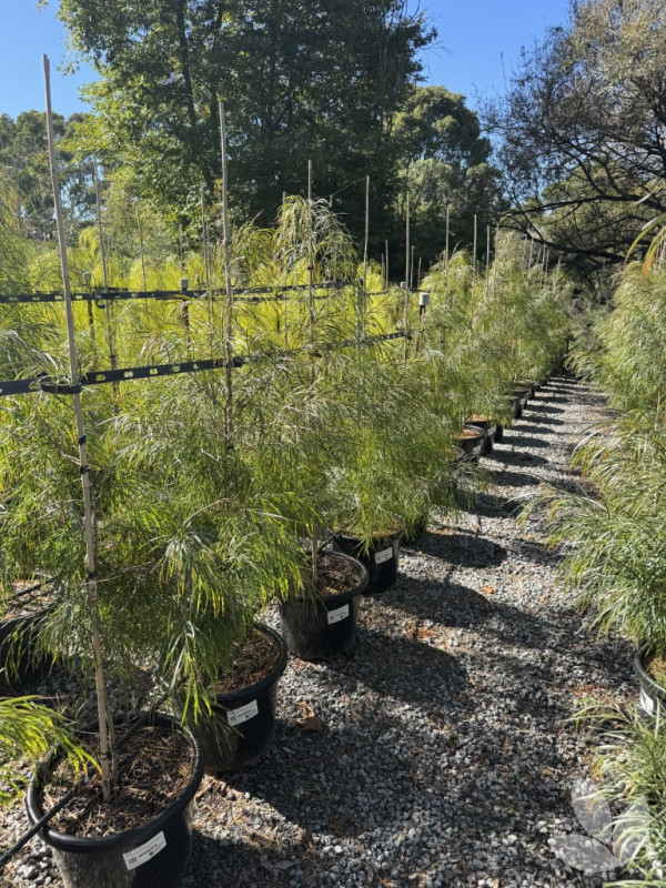 Acacia cognata 'Burgundy Cascade' - Burgundy Cascade Weeping Wattle ...