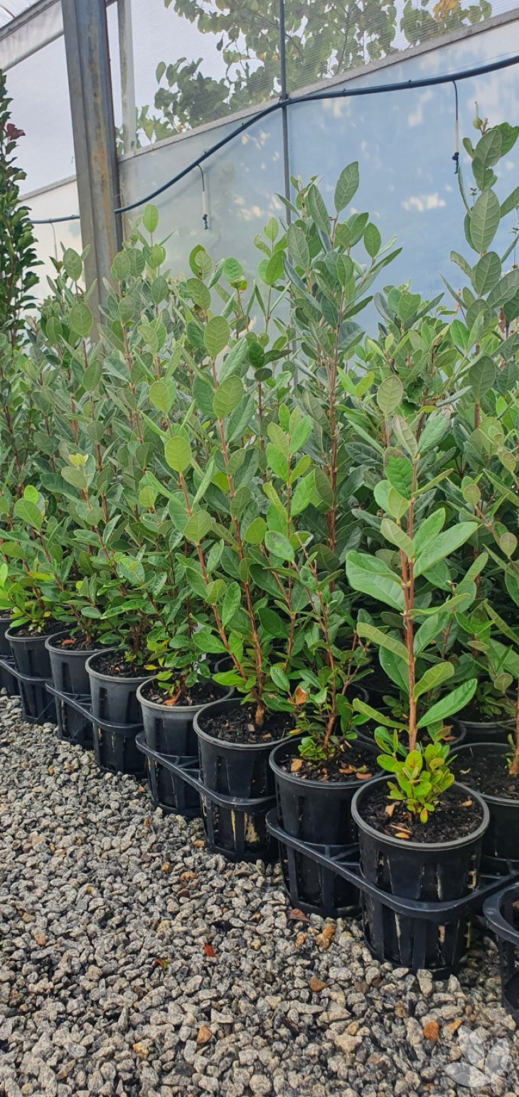 Should You Buy a Young or Advanced Tree? - Blog - Speciality Trees