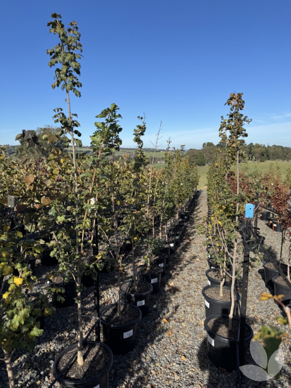Elsrijk Maple, Compact Field Maple - Speciality Trees