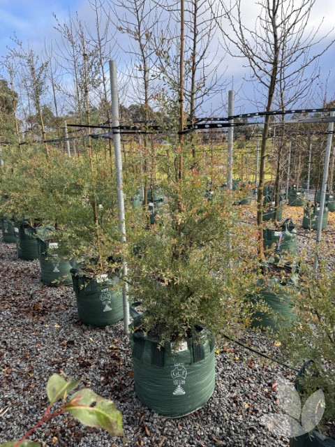 Leptospermum (syn. Gaudium) laevigatum - Coastal Tea Tree - Trees ...
