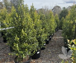 Syzygium australe 'Hinterland Gold' - Hinterland Gold Lilly PIlly Tree ...
