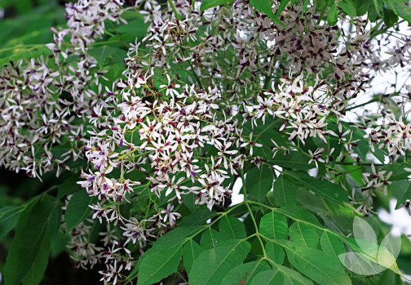 Melia azedarach - White Cedar Tree, China Berry Tree - Trees ...